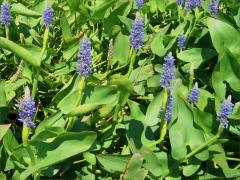 (Pickerelweed) colony (Pickerelweed) colony