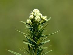 (Common Mountain Mint) (Common Mountain Mint)