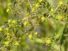 (Marsh Cress) (Marsh Cress)