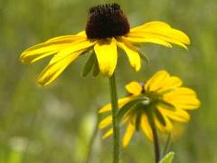 (Black-eyed Susan) (Black-eyed Susan)