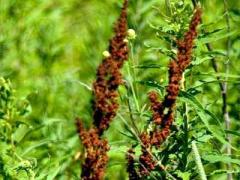 (Curly Dock) (Curly Dock)