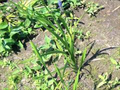 (Branched Bur-Reed) (Branched Bur-Reed)