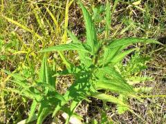 (Blue Vervain) (Blue Vervain)