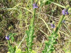 (Hoary Vervain) (Hoary Vervain)