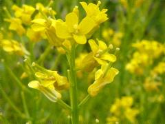(Yellow Rocket) (Yellow Rocket)