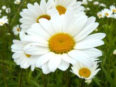 (Ox-eye Daisy) (Ox-eye Daisy)
