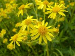 (Balsam Ragwort) (Balsam Ragwort)