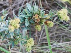 (Round-Headed Bush Clover) (Round-Headed Bush Clover)