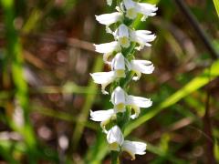 (Great Plains Ladies' Tresses) (Great Plains Ladies' Tresses)