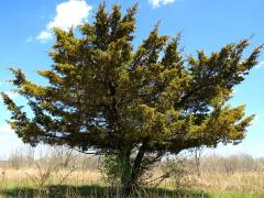 (Eastern Red Cedar) (Eastern Red Cedar)