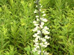 (White False Indigo) (White False Indigo)