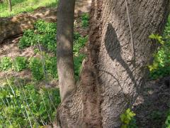(Poison Ivy) on Box Elder
