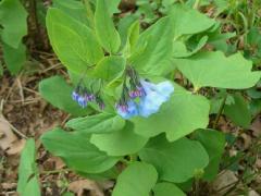 (Virginia Bluebells) on Twinleaf