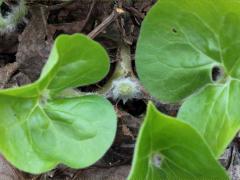 (Wild Ginger) bud (Wild Ginger) bud