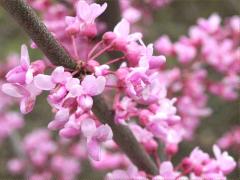 (Eastern Redbud) (Eastern Redbud)