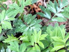 (Virginia Waterleaf) (Virginia Waterleaf)