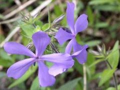 (Woodland Phlox) (Woodland Phlox)