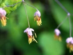 (Early Meadow-Rue) male flowers (Early Meadow-Rue) male flowers