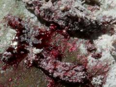 (True Cochineal Bug) female Carminic acid on Prickly Pear Cactus (True Cochineal Bug) female Carminic acid on Prickly Pear Cactus