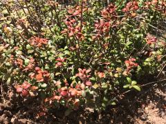 (Keckiella Beardtongue)