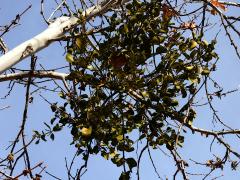 (Broadleaf Mistletoe) twigs on Western Sycamore