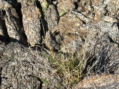 (Buffelgrass) plant