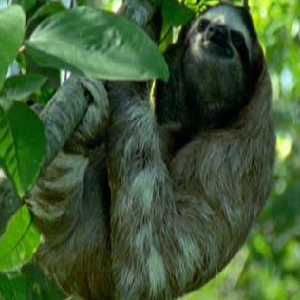 Three toed african butt fuck sloth - Pussy Sex Images sloth fuck butt toed Three african